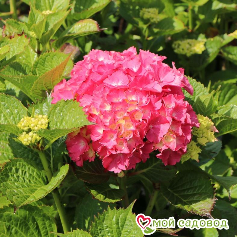 Гортензия крупнолистовая Гамбург ЗКС
