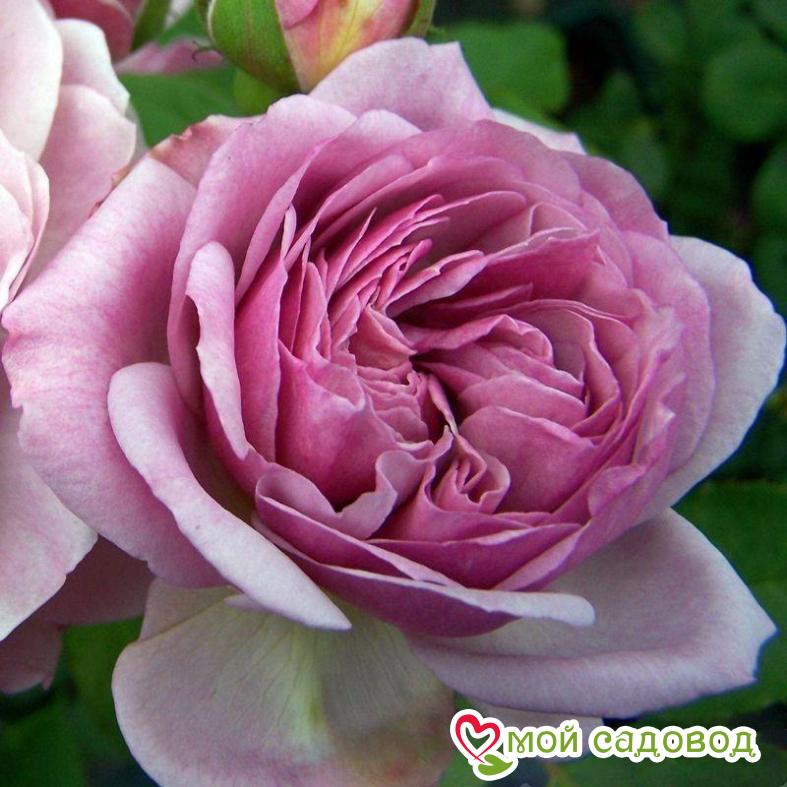 Роза Флоренс Делатре