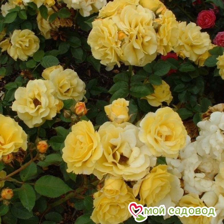 Роза Атлантик Палас