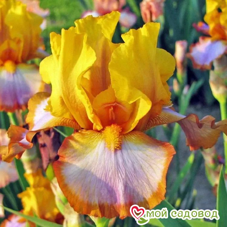 ИРИС ГЕРМАНСКИЙ БРАУН ЛАССО