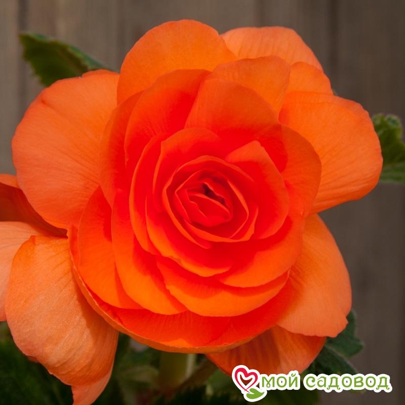 Бегония Дабл Оранж