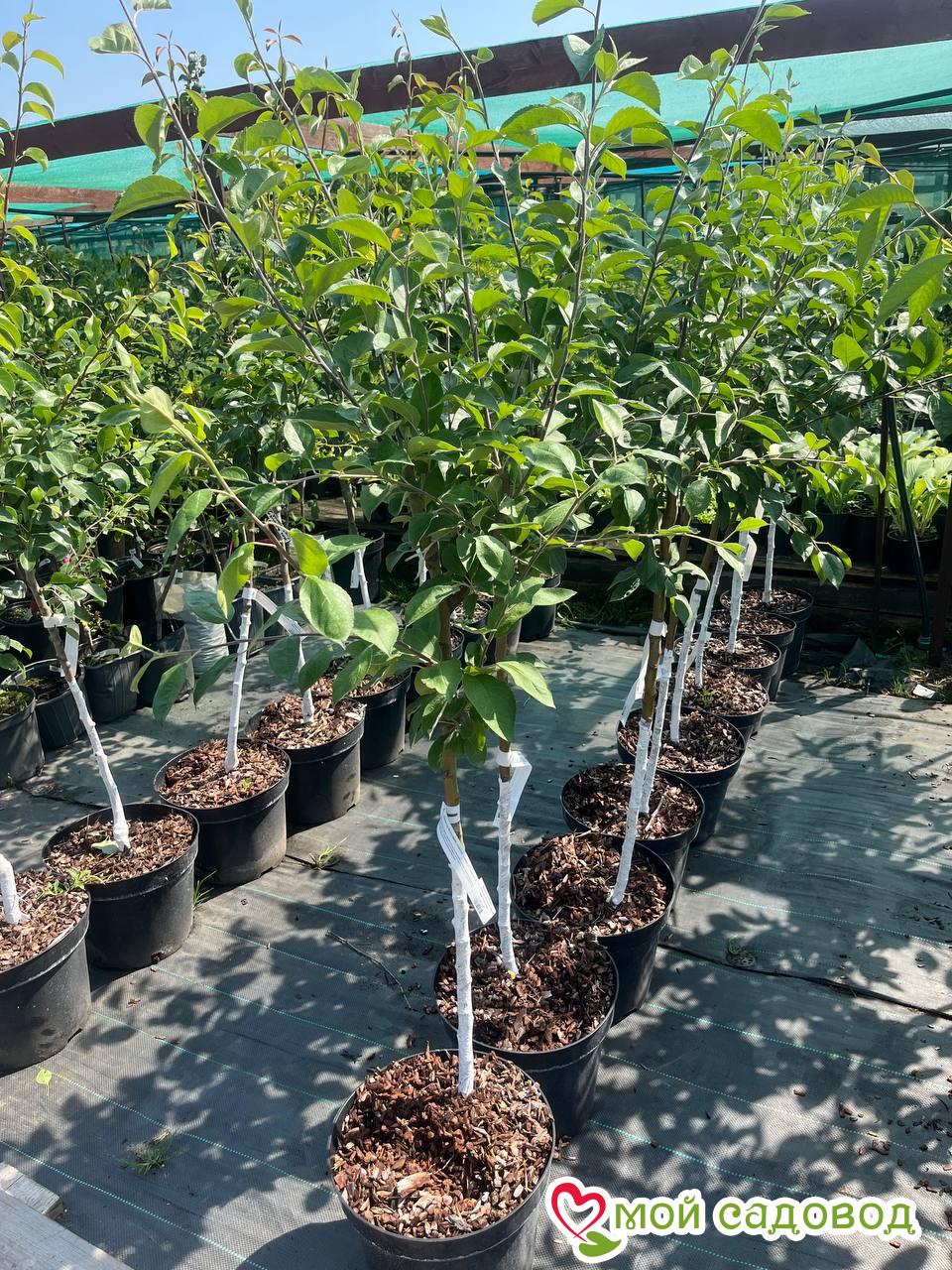 Яблоня Женевская